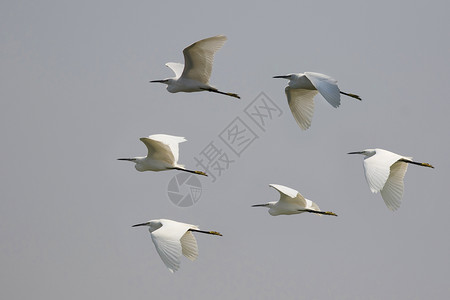 鸟群埃格雷特在天空中飞翔的影像海隆野生动物高清图片