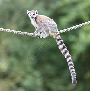 坐在绳子上的环尾狐猴Lemurcatta背景图片