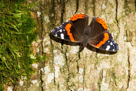 红蝴蝶上将凡妮莎阿塔兰特在一棵树上图片