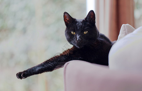 黑猫在沙发上放松图片
