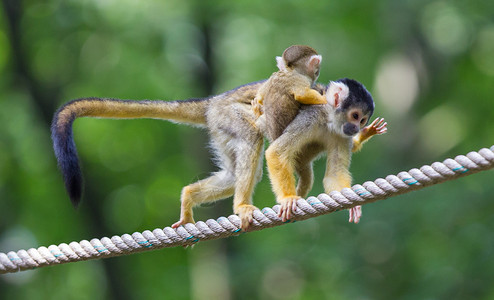 苏里南语小型普通松鼠猴子Saimiriscioureus选择重点背景