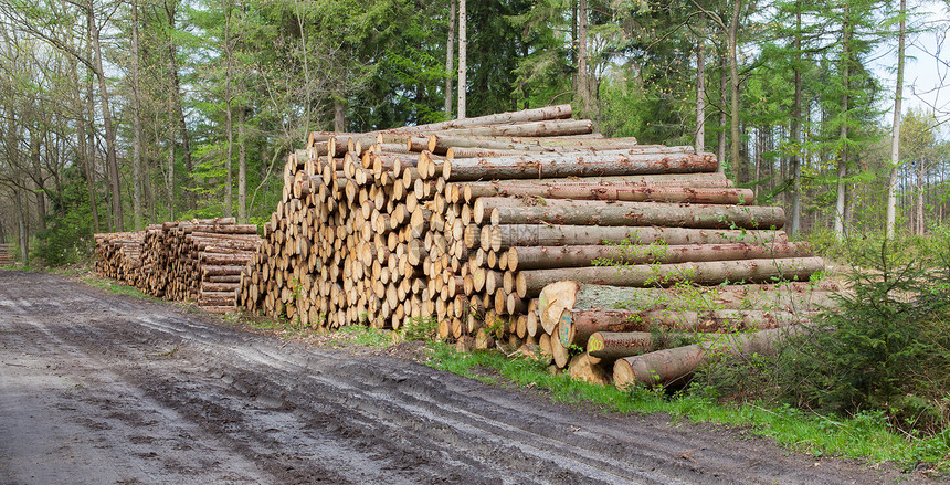 Forrest工业堆叠木材在一个荷兰堡垒图片