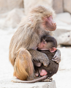 Baboon母及其幼小的自然栖息地背景图片