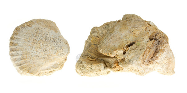 两个白色背景的老化石图片