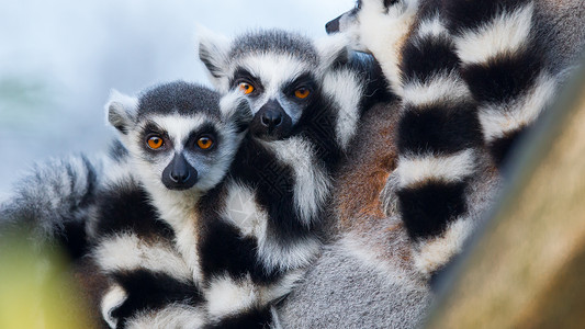 树上环尾狐猴Lemurcatta背景图片