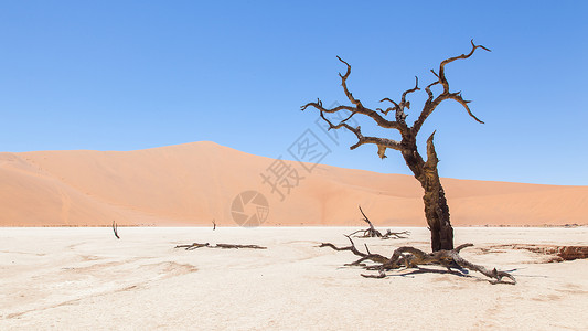 热夫雷Namib沙漠的acacia树和红色沙丘纳米比亚Didevlei苏夫莱背景