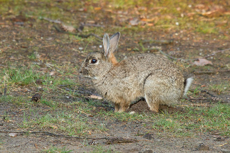 一只兔子在草地上行走图片