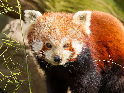 红熊猫火狐或小猫Ailurusfulgens背景图片
