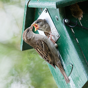 成年麻雀在鸟屋里喂一只年轻的麻雀图片