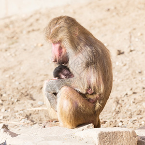 Baboon母及其幼小的自然栖息地图片