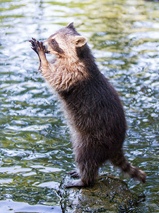 棕色浣熊成人racoon乞讨食物水背景背景