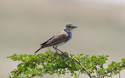 小鸟在纳米比亚Etosha的干枯树枝上浸泡在一只小鸟身上图片
