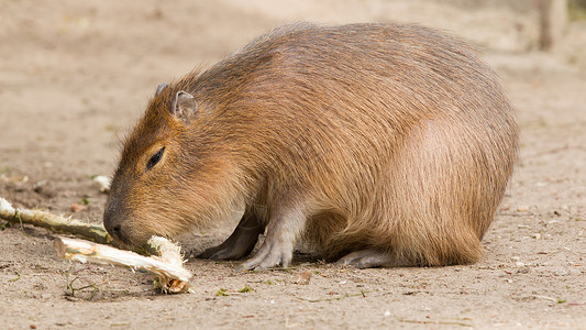 亚马逊棕色CapybaraHydrochoerus水手坐在沙子里吃东西背景