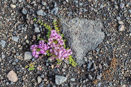 种植在冰岛黑沙上的植物图片