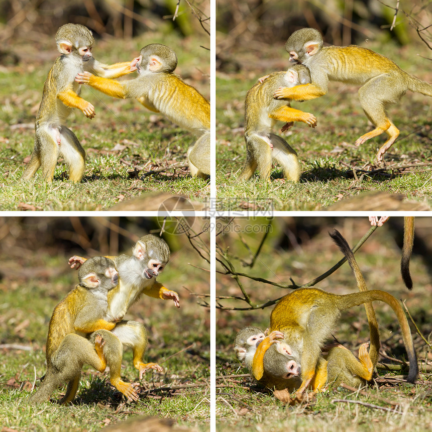 两个年轻的松鼠猴Saimiriboliviensis战斗汇编图片