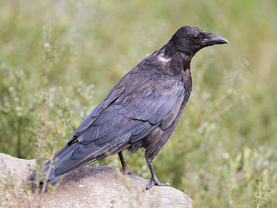 黑色乌鸦特写镜头生物高清图片