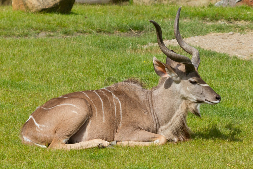 大Kudu肖像tragelaphusstrepsiceros佐奥荷兰图片