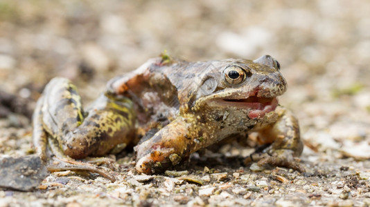一只垂死青蛙的宏孤立有选择地关注它的眼睛图片