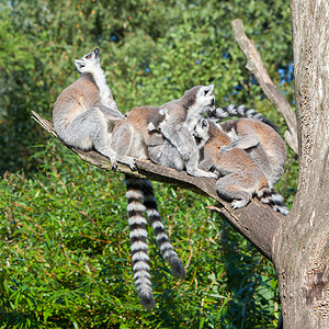 杜克狐猴中心在杜丘动物园的环尾狐猴Lemurcatta背景