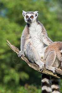 树上爬的环尾狐猴Lemurcatta高清图片