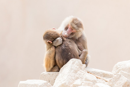 Baboon母及其幼小的自然栖息地图片