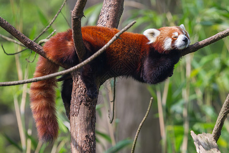 火狐素材红熊猫火狐或小Ailurusfulgens躺在树上背景