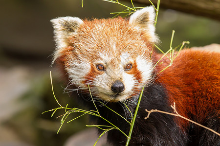 红熊猫火狐或小猫Ailurusfulgens图片