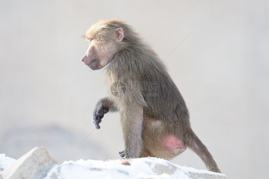 马卡克猴子在自然栖息地里寻找食物图片