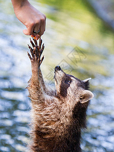 成人racoon乞讨食物水背景图片