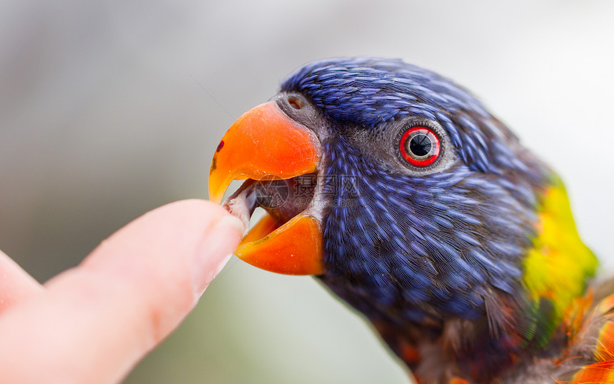 澳大利亚彩虹LorikeetTrichoglossusmolluccccanus舔人手指图片