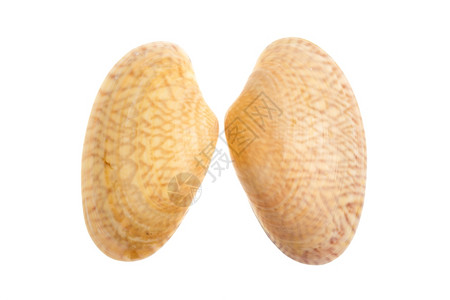 在白色背景上隔离的两枚棕色白贝壳背景图片