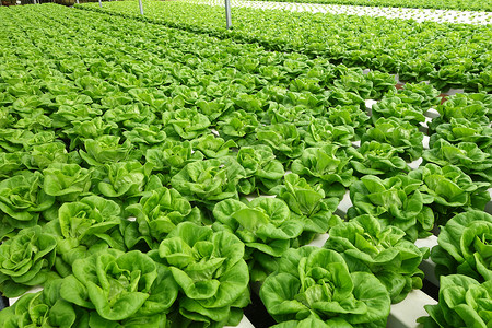 商业温室无土蔬菜种植高清图片