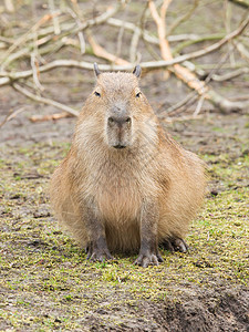 CapybaraHydrochoerus水电坐在草地上图片