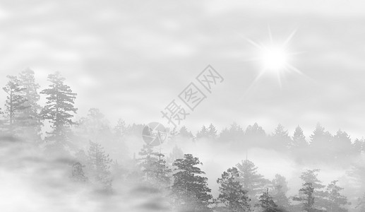 日出时雾林的景观神秘的概念图片