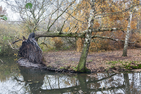 在沼泽中坠树荷兰暴风雨图片