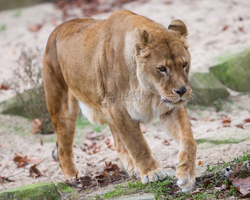 狮子警戒PantheraLeo选择焦点图片