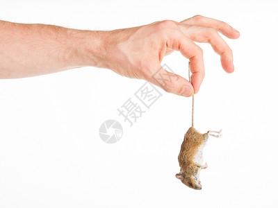 手拿着一只死老鼠孤立在白色背景上图片