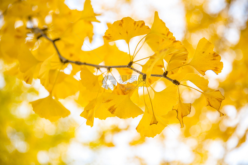 日本东京秋季天的Ginkgo树图片