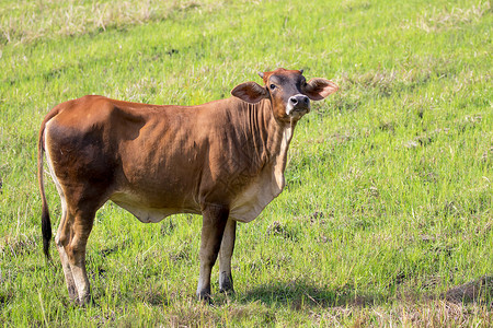 棕色奶牛在自然背景上的照片农场动物图片