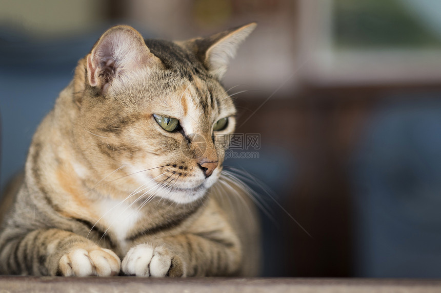 一只可爱的猫宠物动图片