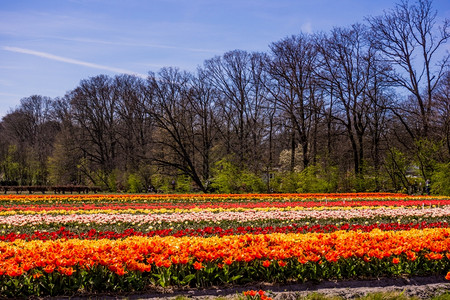 春天的图利普多彩花种植场Keukenhof荷兰或欧洲图片