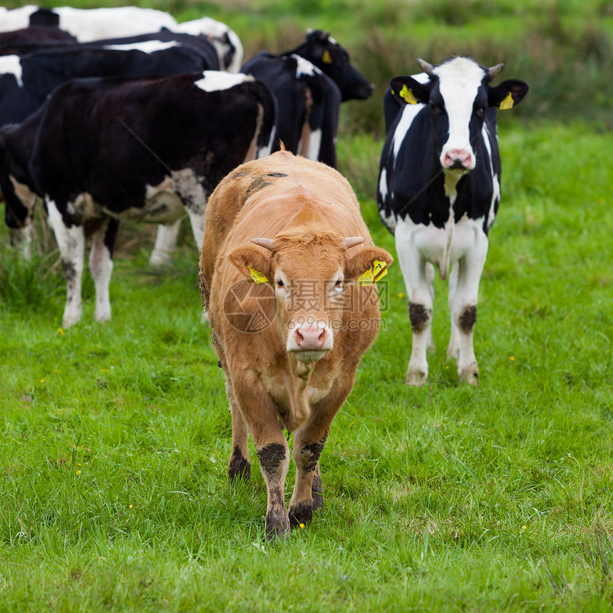 牛在绿地上放牧图片