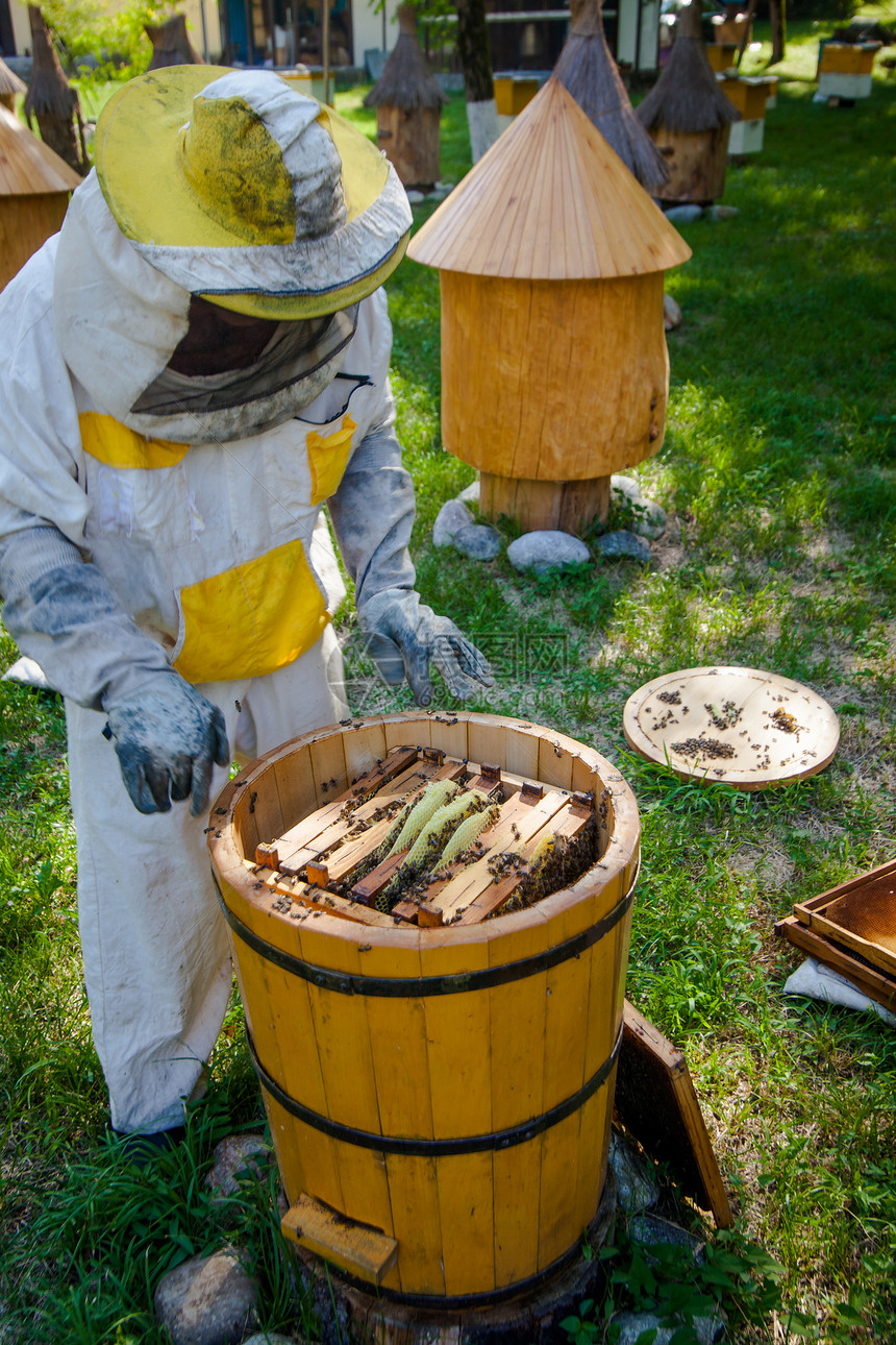 养蜂人图片