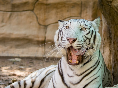 白老虎在自然背景上的影像野生动物图片