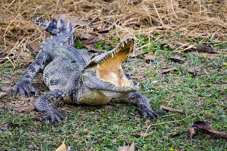 草地上鳄鱼的照片爬虫动物图片