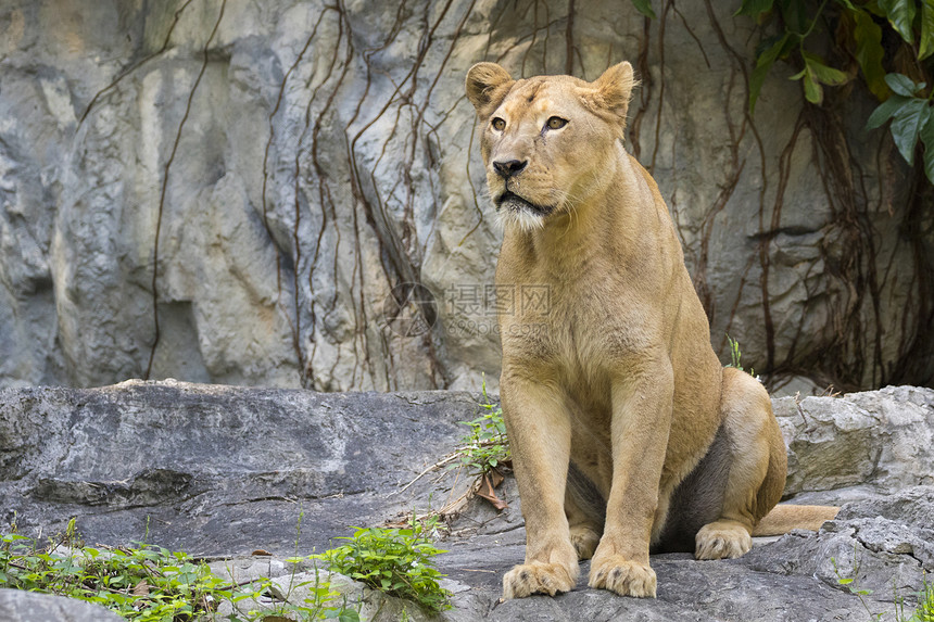 自然背景中女狮子的图像野生动物图片