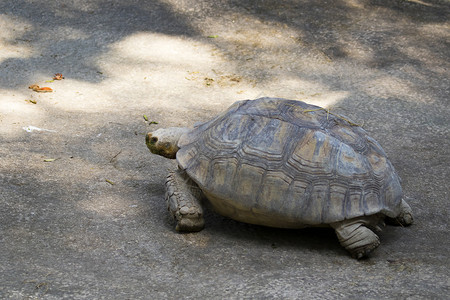 龟鳖科海龟在地面的图像Geochelonesulcata爬行动物背景