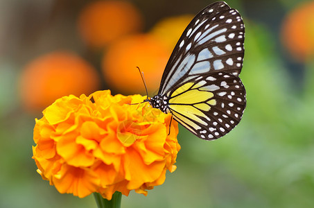 花朵上的蝴蝶在花园朵上图片
