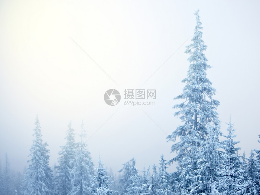 冬季fir树木摘要背景图片