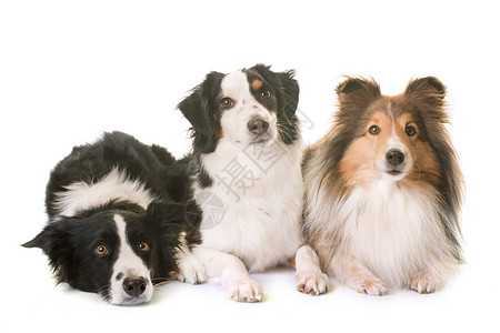 罪犯三只狗白色背景面前的三只狗背景